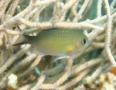 Damselfish - Arabian chromis - Chromis flavaxilla