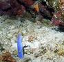 Moray - Ribbon Eel - Rhinomuraena quasita