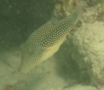 Pufferfish - Red Sea Toby - Canthigaster margaritata