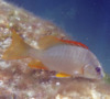 Snappers - Schoolmaster - Lutjanus apodus