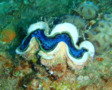 Clams - Blue Clam - Tridacna maxima