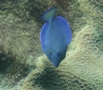 Surgeonfish - Blue Tang - Acanthurus coeruleus