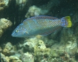 Wrasse - Puddingwife - Halichoeres radiatus