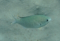 Damselfish - Brown Chromis - Chromis multilineata