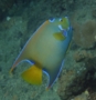 Angelfish - Queen Angelfish - Holacanthus ciliaris