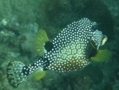 Trunkfish - Smooth Trunkfish - Lactophrys triqueter