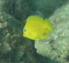 Surgeonfish - Blue Tang - Acanthurus coeruleus