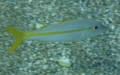 Goatfish - Yellow Goatfish - Mulloidichthys martinicus