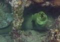 Moray - Green Moray - Gymnothorax funebris