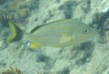 Grunts - Bluestriped Grunt - Haemulon sciurus