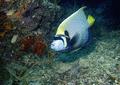 Angelfish - Emperor Angelfish - Pomacanthus imperator