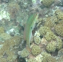 Wrasse - Clown Wrasse - Halichoeres maculipina