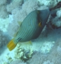 Triggerfish - Orange-striped Triggerfish - Balistapus undulatus