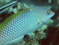 Wrasse - Checkerboard Wrasse - Halichoeres hortulanus