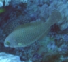 Parrotfish - Dotted Parrotfish - Calotomus viridescens