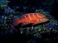 Groupers - Sixspot Grouper - Cephalopolis sexmaculata