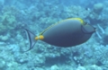 Surgeonfish - Orangespine Surgeonfish - Naso lituratus