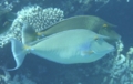 Surgeonfish - Bluespine Unicornfish - Naso unicornis