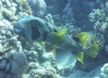 Porcupinefish - Black-blotched Porcupinefish - Diodon liturosus