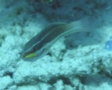 Wrasse - Blue-lined Wrasse - Stethojulis albovittata