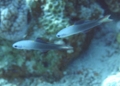 Dartfish - Blackfin Dartfish - Ptereleotris evides