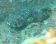 Porcupinefish - Balloonfish - Diodon holocanthus