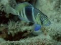 Hamlets - Barred Hamlet - Hypoplectrus puella