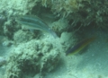 Parrotfish - Redband Parrotfish - Sparisoma aurofrenatum