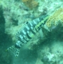 Seabasses - Harlequin Bass - Serranus tigrinus