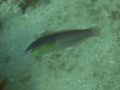 Wrasse - Yellowhead Wrasse - Halichoeres garnoti