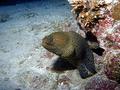 Moray - Giant Moray - Gymnothorax javanicus