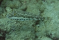 Pufferfish - Bandtail Puffer - Sphoeroides spengleri