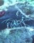 Shrimps - Banded Coral Shrimp - Stenopus hispidus