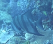 Spadefish - Atlantic Spadefish - Chaetodipterus faber