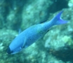 Wrasse - Creole Wrasse - Clepticus parrae