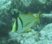 Porkfish - Porkfish - Anisotremus virginicus