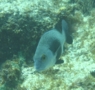 Grunts - Black Margate - Anisotremus surinamensis