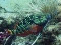 Parrotfish - Stoplight Parrotfish - Sparisoma viride