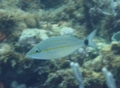 Grunts - Tomtate - Haemulon aurolineatum