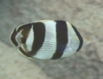 Butterflyfish - Banded Butterflyfish - Chaetodon striatus