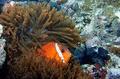 Damselfish - Tomato Anemonefish - Amphiprion frenatus