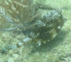 Trunkfish - Honeycomb Cowfish - Acanthostracion polygonia