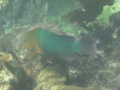 Parrotfish - Rainbow Parrotfish - Scarus guacamaia