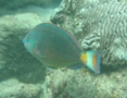 Parrotfish - Stoplight Parrotfish - Sparisoma viride