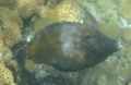 Filefish - Whitespotted Filefish - Cantherhines macrocerus