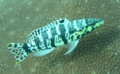 Seabasses - Harlequin Bass - Serranus tigrinus