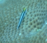 Gobies - Sharknose Goby - Elacatinus evelynae