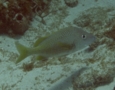 Grunts - White Grunt - Haemulon plumierii