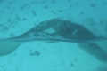 Stingrays - Southern Stingray - Dasyatis americana