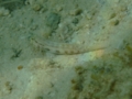 Gobies - Goldspot Goby - Gnatholepis thompsoni